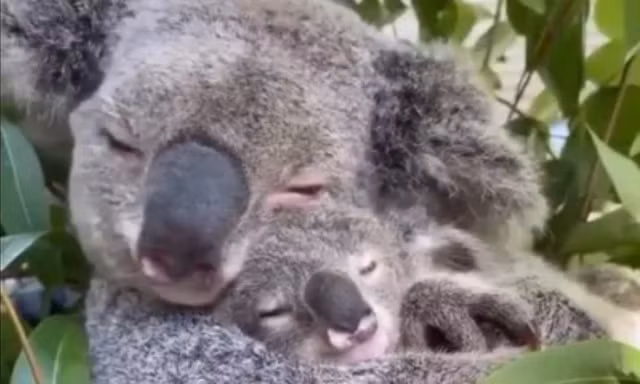 Koala mẹ ôm con