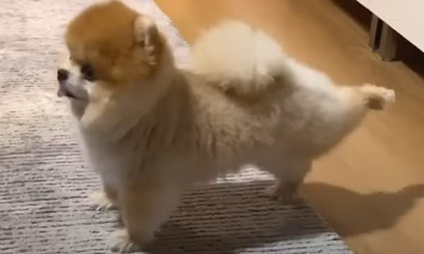 chó tập yoga