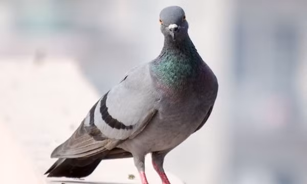 bồ câu