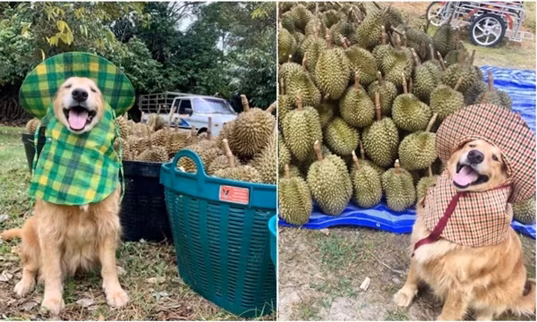 “Chủ” sạp trái cây dễ thương nhất thế giới: Đi mua sầu riêng, được khuyến mãi nụ cười duyên!