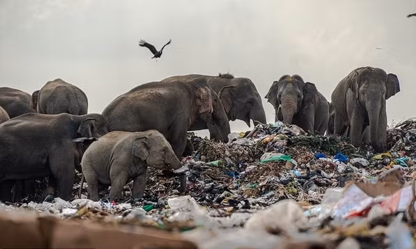 Con người đổ hết rác vào rừng, khiến đàn voi phải ăn rác, ăn rất nhiều túi nylon, đồ nhựa