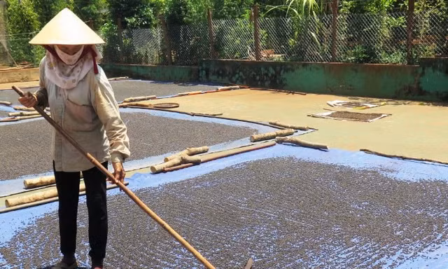 Người dân Bình Phước thu hoạch tiêu