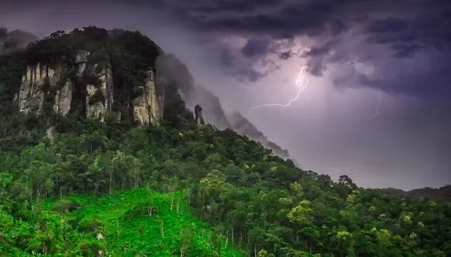 Kỳ lạ loài cây hóa giải sét, càng đánh trúng càng sống khỏe