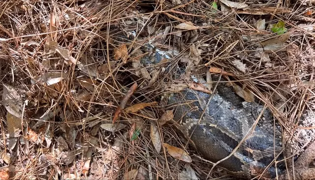 Chuyện lạ: Mèo rừng Florida cắn đứt đầu con trăn dài 4 mét