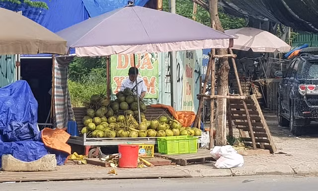 Lán bán dừa xiêm gần chợ Nam Trung Yên (Cầu Giấy) lãi tiền triệu mỗi ngày. Ảnh: N.M