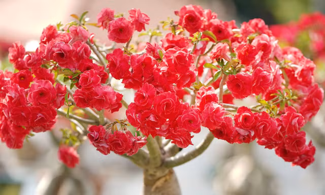 Mê mẩn ngắm loài hoa giống hệt hoa hồng tại Hội hoa xuân Tao Đàn