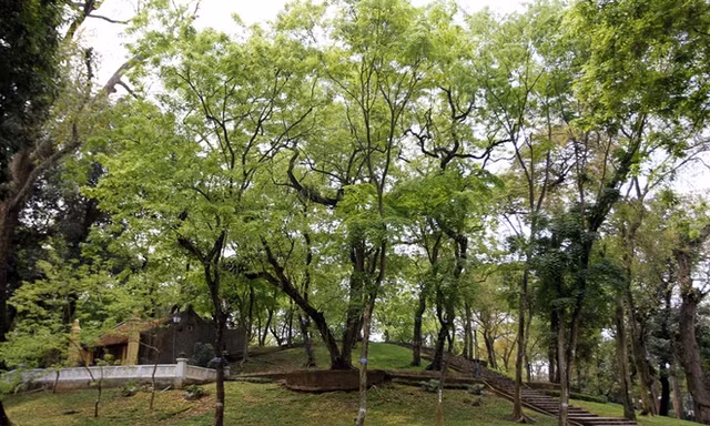 Vườn Bách Thảo được thành lập năm 1890 với hơn 200 loài cây. Trong đó đặc biệt hơn cả là 40 cây sưa đỏ trên 100 tuổi được trồng trên một gò đất nhân tạo, gọi là núi Nùng hay núi Sưa. 