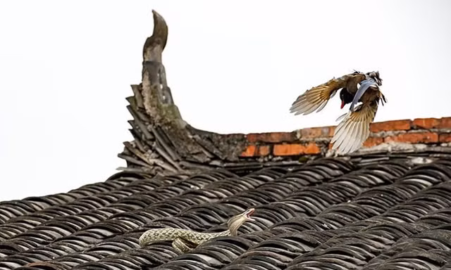 Cuộc chiến ngoạn mục giữ hai "cao thủ" trên mái nhà. Nguồn: Sina