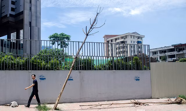 Ghi nhận của phóng viên có khoảng 40 cây xanh trồng trên tuyến đường Trần Bình, Nguyễn Hoàng đã bị chết khô và không có bóng mát.