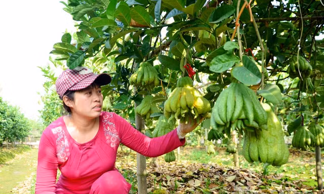 Chị Nguyễn Thị Hoài (37 tuổi, thôn Đông, xã Đắc Sở, huyện Hoài Đức, TP Hà Nội) có hơn 6 sào phật thủ với khoảng 130 cây đã được thương lái đặt mua và đánh dấu từng quả.