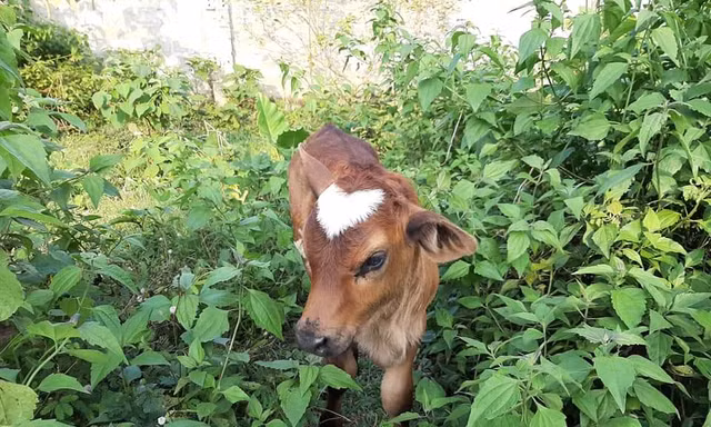 Chú bò con có hình trái tim trên trán - Ảnh: Nguyễn Ngân Hà