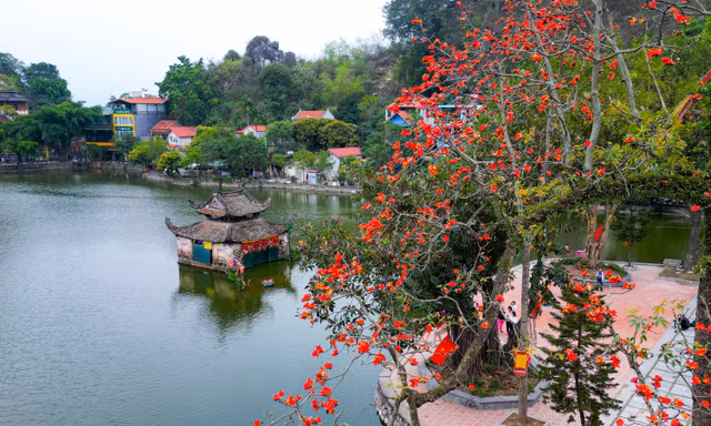 Ngắm hoa gạo đỏ rực bên ngôi chùa nghìn năm tuổi ở Hà Nội