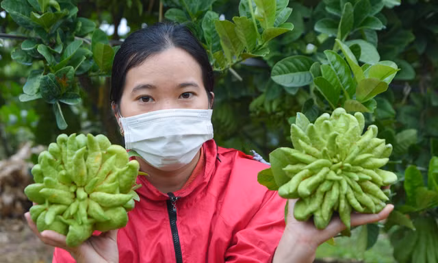 Làng trồng quả 'bàn tay Phật' lớn nhất miền Bắc tất bật vào vụ Tết Giáp Thìn