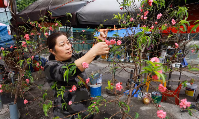 Đào, quất xuống phố mang không khí Tết đến sớm với người dân Thủ đô