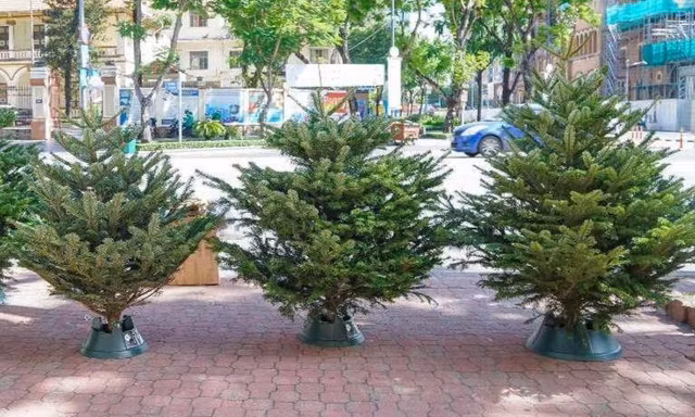 Chi tới 60 triệu đồng mua 'thông đi máy bay' chơi Noel