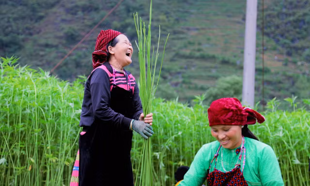 Rộn ràng tiếng cười mùa thu hoạch lanh trên cao nguyên đá Hà Giang