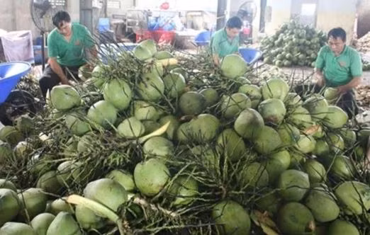 'Người Mỹ và Trung Quốc đặc biệt yêu thích dừa Việt Nam'