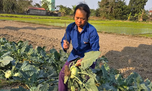 Thanh Hóa: Rau củ rẻ như cho, nông dân đón Tết buồn