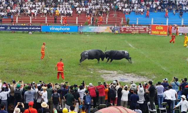 Hàng vạn người đổ về Đồ Sơn xem chọi trâu 