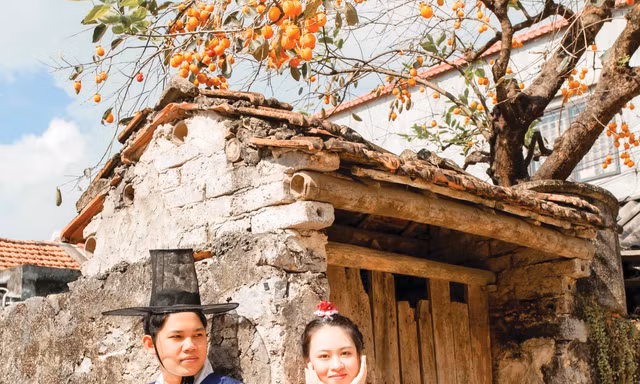 Cây hồng cổ xuyên không