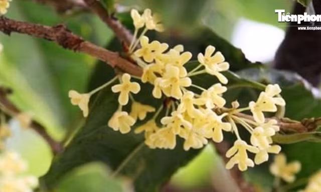 Bí mật cây tiền tỷ cạnh tranh với lan đột biến