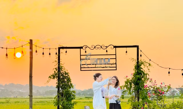 Quán cà phê giữa cánh đồng lúa chín vàng ở ngoại ô Hà Nội thu hút giới trẻ 