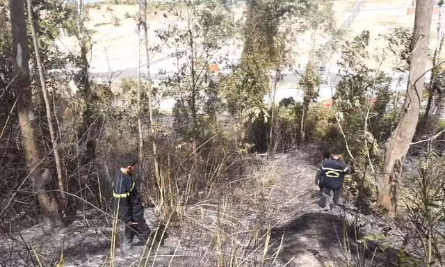 Một vụ cháy rừng diễn ra giữa trưa khiến 2ha diện tích rừng bị thiêu rụi