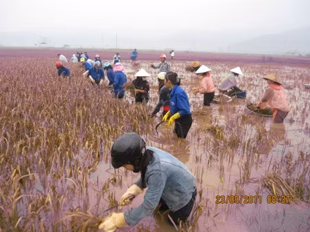 Tuổi trẻ Hà Tĩnh giúp dân thu hoạch lúa chạy bão