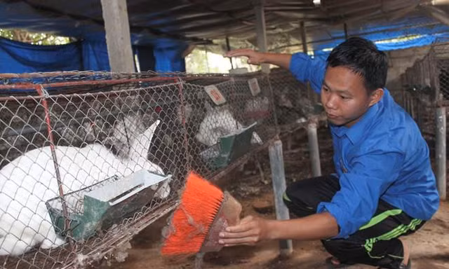 Danh mục thức ăn chăn nuôi: Cấm thỏ ăn cà rốt?