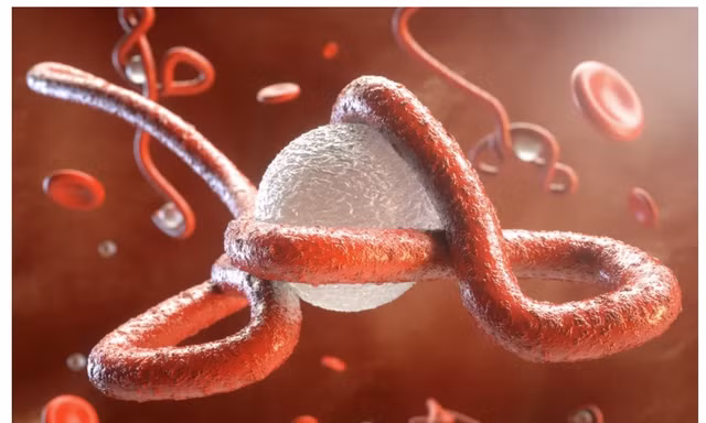 Virus Ebola lại bùng phát trở lại tại châu Phi,