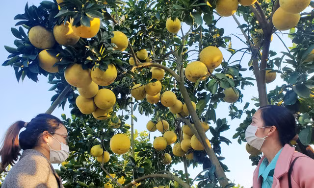 Khách thăm vườn bưởi của gia đình ông Trần Đình Én ở thôn Tân Trường, xã Thanh Hải, huyện Lục Ngạn