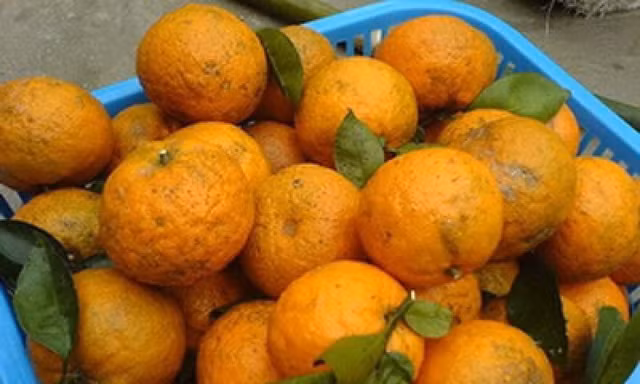 Cam Hà Giang tại Hà Nội được nhiều người mua để tăng sức đề kháng.