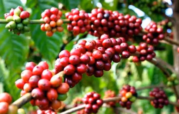 Xuất khẩu nông, lâm, thủy sản 7 tháng tăng 33,4%
