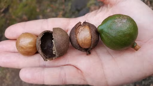 Vì sao hạt mắc ca đắt tiền?