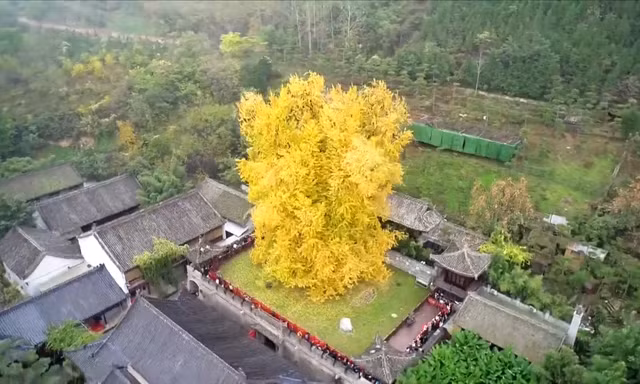 Bạch quả 1.400 năm tuổi ngả màu vàng rực