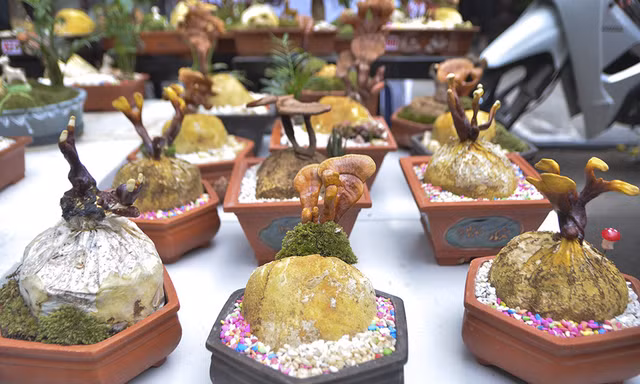 Gần 5 triệu đồng 1 chậu nấm linh chi bonsai chơi Tết ở Thủ đô