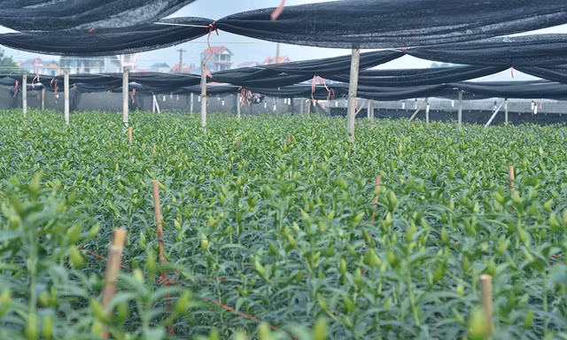 Ghi nhận của PV, ngày 9/2 (tức 24 tháng Chạp) nhiều vườn hoa ly ở Tây Tựu có nụ rất bé có khả năng nở muộn dịp Tết.