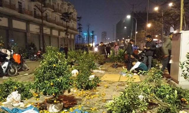 Hàng loạt cây quất bị người dân bỏ lại vào tối 30 Tết tại khu vực đường Tố Hữu kéo dài.