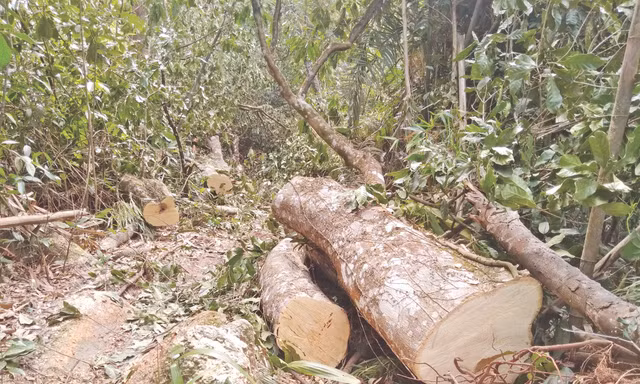 Từ phản ánh của Tiền Phong, Cơ quan Công an khởi tố 2 vụ án “Vi phạm quy định về khai thác, bảo vệ rừng và lâm sản” rừng Tây Yên Tử Ảnh: Nguyễn Thắng