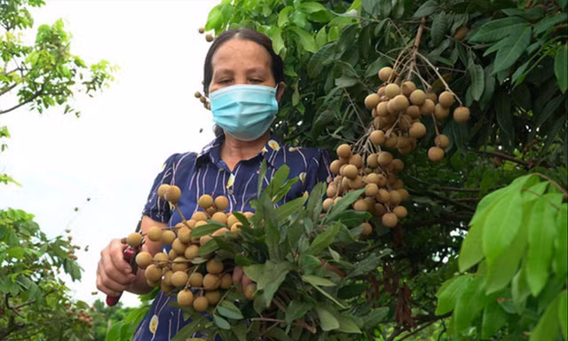 Nông dân ở Sơn La tỏ ra lo lắng trước việc nhãn đến vụ thu hoạch nhưng bí đầu ra Ảnh: PV 