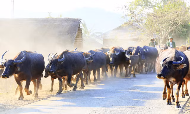 Trâu Lang Biang to lớn, có chất lượng thịt ngon nhất Việt Nam 