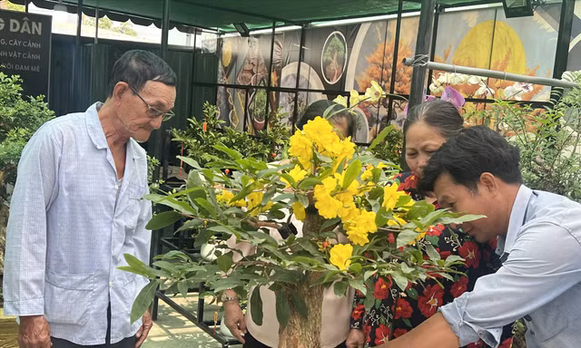 Mai siêu bông Bình Lợi hút khách săn tìm để chơi Tết ảnh: U.P