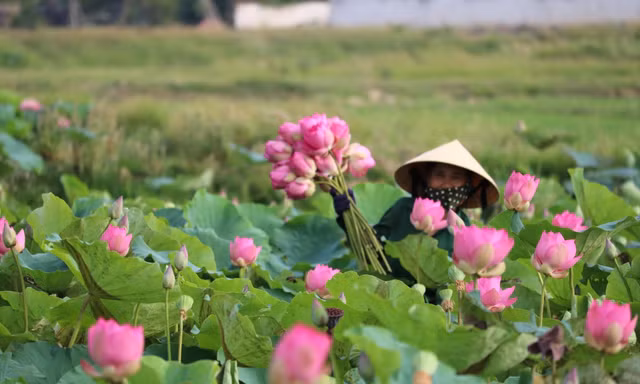 Đầm sen nở rộ, tỏa ngát hương thơm ở xã Kim Liên, huyện Nam Đàn, Nghệ An