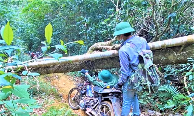 Cây chắn ngang đường, người giữ rừng phải luồn người đi qua 