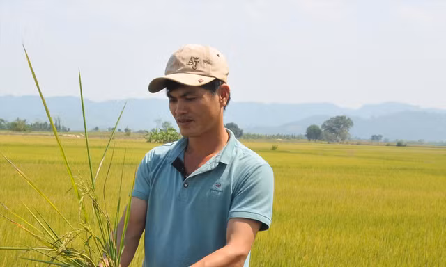 Người nông dân buồn vì lúa trổ bông nhưng lép hạt