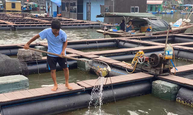 Ông Trần Văn Nhân vớt rác trong ô lồng nuôi cá mới đóng bằng nhựa HDPE Ảnh: Nguyễn Hoàn 