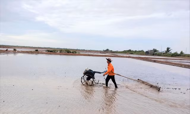 Đây là lần thứ 3 ông Lâm Văn Lập và các thành viên của HTX Diêm nghiệp Huy Điền cải tạo lại ruộng muối sau mỗi trận mưa