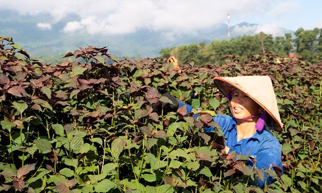 Sống khỏe nhờ dược liệu 