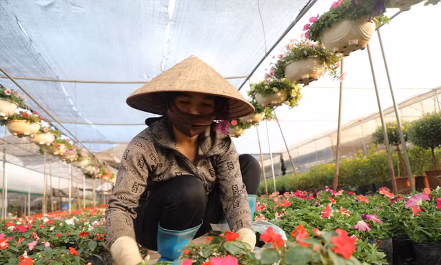 Chị Trần Thị Hồng Nhung đang chăm sóc vườn hoa của mình hy vọng vào vụ Tết