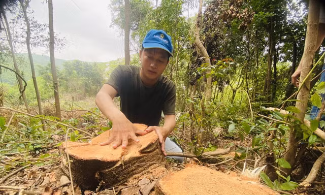 Nhiều cây gỗ lớn bị đốn hạ để nhường đất trồng keo 
